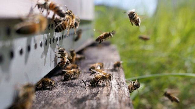 Vol des abeilles devant une ruche