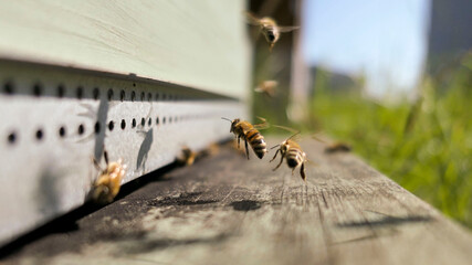 Envol d'abeilles depuis le la ruche