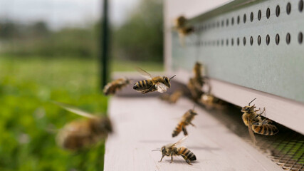 Abeilles volant devant la ruche