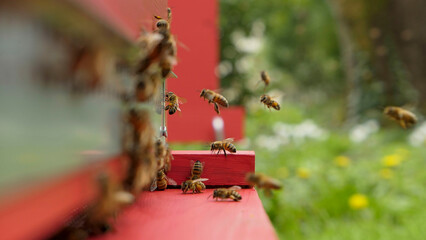 Abeilles atterrissant sur le p^lateau d'entr&eacute;e  d'une ruche rouge