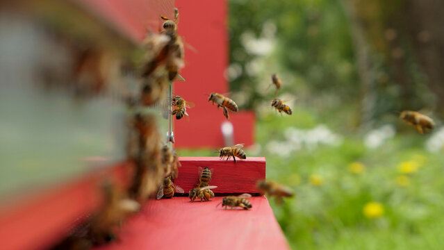 Abeilles atterrissant sur le p^lateau d'entr&eacute;e  d'une ruche rouge