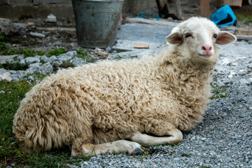 Naklejka premium White sheep resting in the village of Adishi. The Mestia-Ushguli trek, Georgia. 