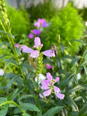 bee on a flower