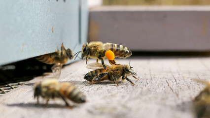 Abeille butineuse, qui transporte du pollen sur ses pattes arrières, atterrit sur le plateau d'entrée de ruche