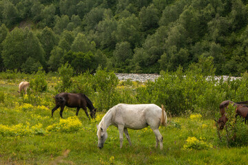 Obraz na płótnie Canvas Horses grazing free in the Caucasus mountain range on the Mestia-Ushguli trekking trail, Georgia. 