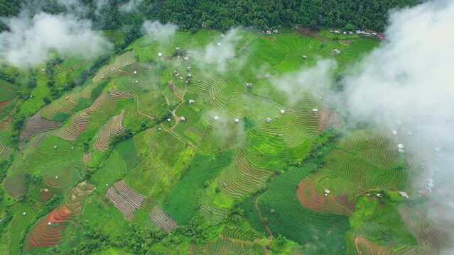 Drone flying over fields in Pa pong piang rice terraces, Chiang Mai, Northern Thailand. One of the most beautiful rice terraces in the world. natural background in motion. agricultural industry.

