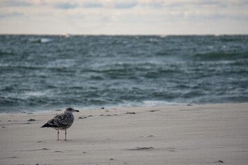 Naklejka premium seagull on the beach