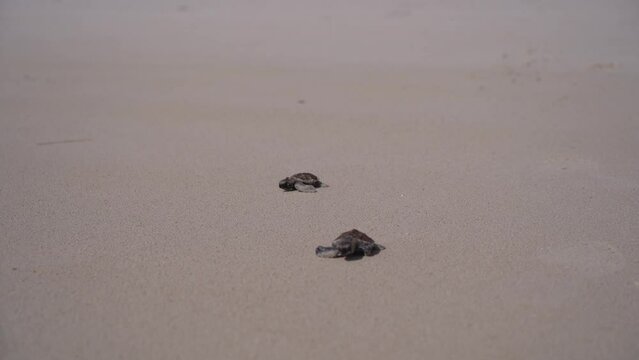 Baby Loggerhead sea turtle crawling on the beach, Belitung Island