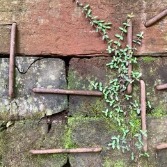 古い木材と鎹と蔦の葉