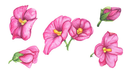 Mallow flowers watercolor set. Decorative design elements. The flowers are pink.