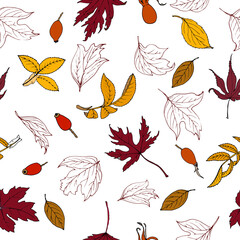 autumn leaves and rosehip berries on a white background
