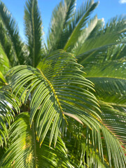 Obraz na płótnie Canvas Natural background with green palm leaves against the sky