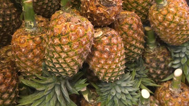 Many ripe pineapples laying in pile, hand points on the pineapple, fruit market...