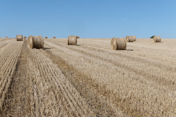Champ de meules de paille - Pas-de-Calais - France