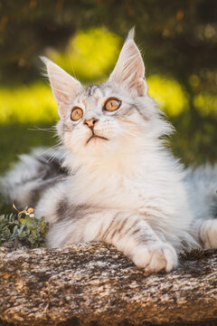 Maine-Coon-Katze