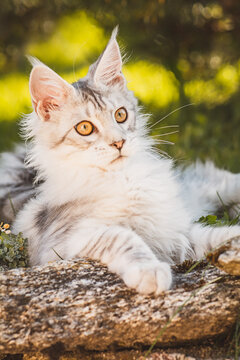 Maine-Coon-Katze