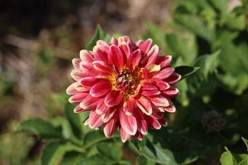 Beautiful Color Dalia Flower In The Park