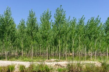 Poplars in summer by the river.