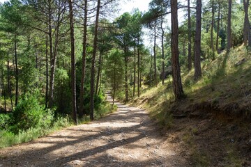 Going down the forest track to the river.