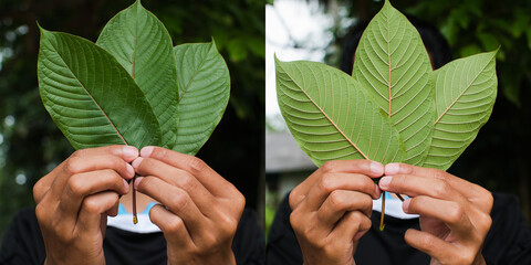front and back of Kratom leaf(Mitragyna speciosa) Mitragynine. Drugs and Narcotics.Kratom is Thai...