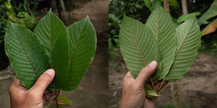 front and back of Kratom leaf(Mitragyna speciosa) Mitragynine. Drugs and Narcotics.Kratom is Thai herbal which encourage health.