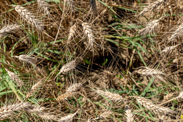 Top view of golden wheat ears ready to be harvested in the summer season, Tuscany, Italy