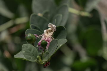 Caper flower wich withers and insects in Boboli garden, Florence