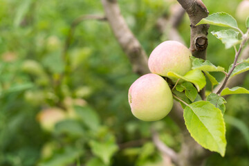 Apple tree. Branch of ripe red apples on a tree in a garden