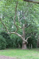 Obraz premium mighty old tree in the city botanical garden