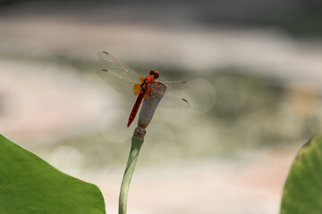 Red Dragonfly in Boboli garden, Florence