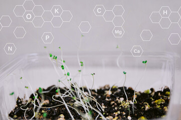 Fertilization and the role of nutrients in plant life with digital mineral nutrients. Seedlings are...