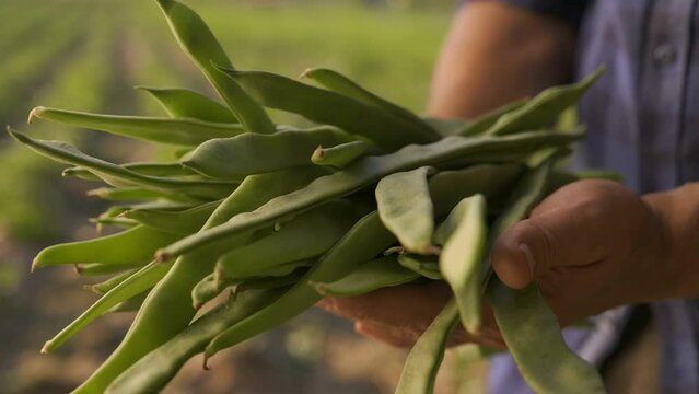 Male farmer hands holding green beans 