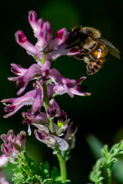 Aveja en la floracion