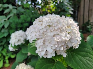 white hydrangeas