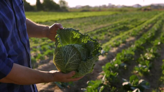 Farmer harvests a fresh crop of cabbage at his farm field.
