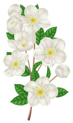 Blossoming apple branch with white flowers. Fresh spring flowers
