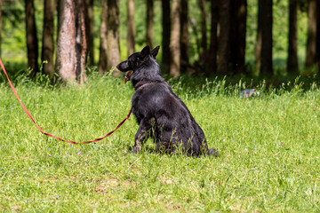 Black german shepherd sitting on green grass, side view