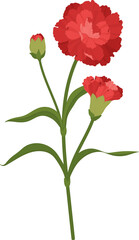 red carnation flower hand drawn illustration.
