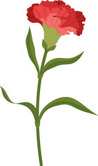 red carnation flower hand drawn illustration.