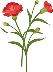 red carnation flower hand drawn illustration.