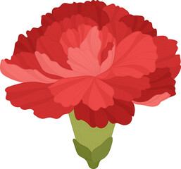 red carnation flower hand drawn .