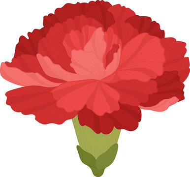 red carnation flower hand drawn .