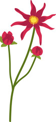 Red dahlia flower hand drawn illustration.