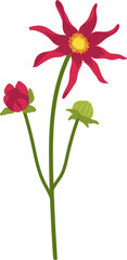 Red dahlia flower hand drawn illustration.
