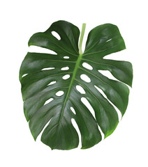 Green monstera leaf isolated on white background.