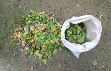 Cuttings leaves preparing for organic compost