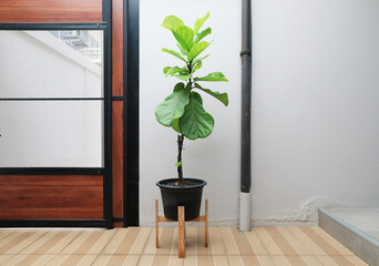 Fiddle leaf Fig or Ficus Lyrate in pot decorated in minimal style indoor.