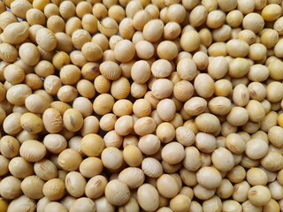 Full screen of Soybeans (Glycine max). Backgrounds and Textures.
