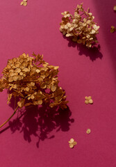Dried autumn hydrangea flower on the purple background. Close up