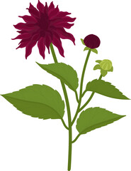 Dark pink dahlia flower hand drawn illustration.